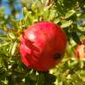 Fotografia 1 da espécie Punica granatum do Jardim Botânico UTAD