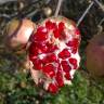 Fotografia 11 da espécie Punica granatum do Jardim Botânico UTAD