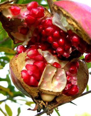 Fotografia 12 da espécie Punica granatum no Jardim Botânico UTAD