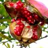 Fotografia 12 da espécie Punica granatum do Jardim Botânico UTAD