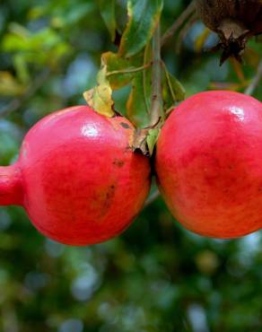 Fotografia 13 da espécie Punica granatum no Jardim Botânico UTAD