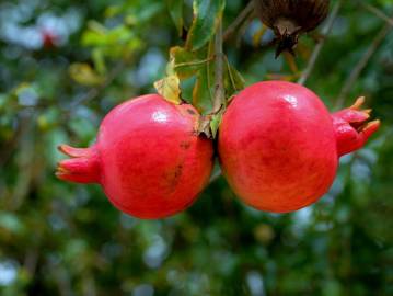 Fotografia da espécie Punica granatum