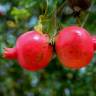 Fotografia 13 da espécie Punica granatum do Jardim Botânico UTAD