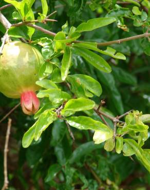 Fotografia 15 da espécie Punica granatum no Jardim Botânico UTAD