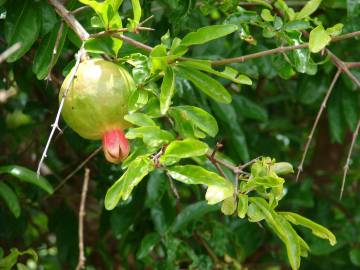 Fotografia da espécie Punica granatum