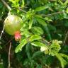 Fotografia 15 da espécie Punica granatum do Jardim Botânico UTAD