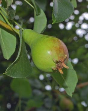 Fotografia 11 da espécie Pyrus communis no Jardim Botânico UTAD