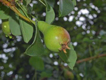 Fotografia da espécie Pyrus communis