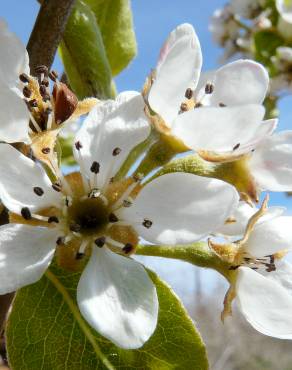 Fotografia 12 da espécie Pyrus communis no Jardim Botânico UTAD