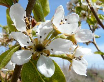 Fotografia da espécie Pyrus communis