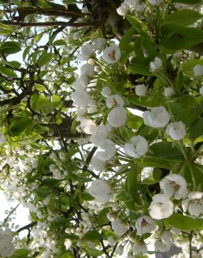 Fotografia 13 da espécie Pyrus communis no Jardim Botânico UTAD