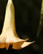 Fotografia da espécie Brugmansia versicolor