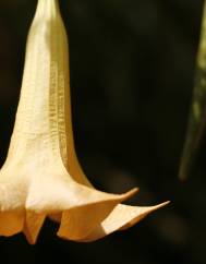 Brugmansia versicolor