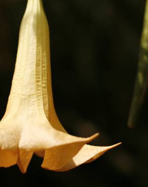 Fotografia 1 da espécie Brugmansia versicolor no Jardim Botânico UTAD