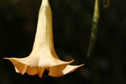 Fotografia da espécie Brugmansia versicolor