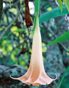 Fotografia 4 da espécie Brugmansia versicolor no Jardim Botânico UTAD