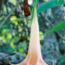 Fotografia 4 da espécie Brugmansia versicolor do Jardim Botânico UTAD