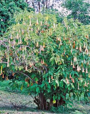 Fotografia 5 da espécie Brugmansia versicolor no Jardim Botânico UTAD