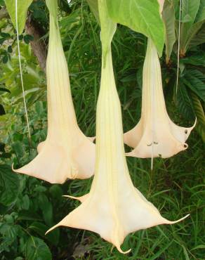 Fotografia 6 da espécie Brugmansia versicolor no Jardim Botânico UTAD