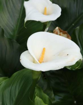 Fotografia 4 da espécie Zantedeschia aethiopica no Jardim Botânico UTAD