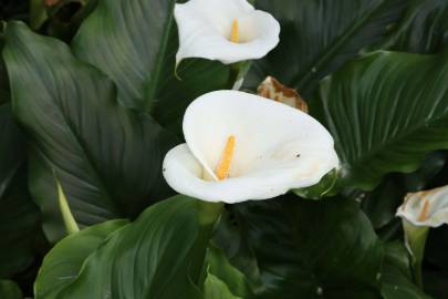 Fotografia da espécie Zantedeschia aethiopica