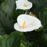 Fotografia 4 da espécie Zantedeschia aethiopica do Jardim Botânico UTAD