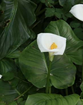 Fotografia 5 da espécie Zantedeschia aethiopica no Jardim Botânico UTAD