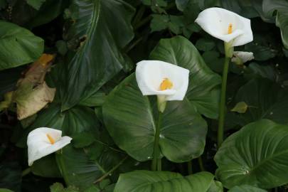 Fotografia da espécie Zantedeschia aethiopica