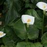 Fotografia 5 da espécie Zantedeschia aethiopica do Jardim Botânico UTAD