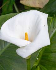 Fotografia da espécie Zantedeschia aethiopica