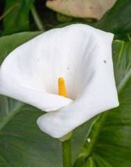 Zantedeschia aethiopica