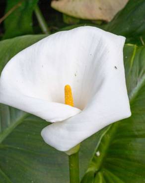 Fotografia 1 da espécie Zantedeschia aethiopica no Jardim Botânico UTAD