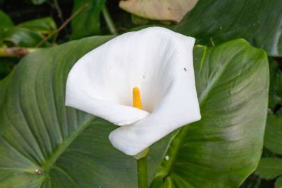 Fotografia da espécie Zantedeschia aethiopica