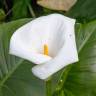 Fotografia 1 da espécie Zantedeschia aethiopica do Jardim Botânico UTAD