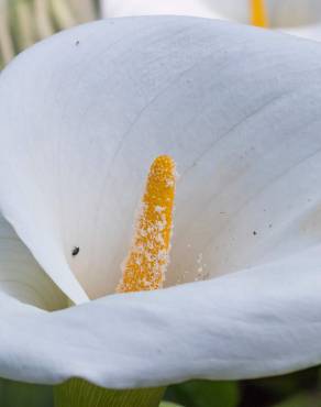 Fotografia 6 da espécie Zantedeschia aethiopica no Jardim Botânico UTAD