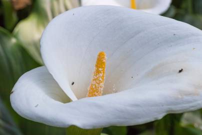 Fotografia da espécie Zantedeschia aethiopica