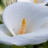 Fotografia 6 da espécie Zantedeschia aethiopica do Jardim Botânico UTAD