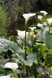 Fotografia da espécie Zantedeschia aethiopica