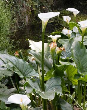 Fotografia 7 da espécie Zantedeschia aethiopica no Jardim Botânico UTAD