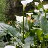 Fotografia 7 da espécie Zantedeschia aethiopica do Jardim Botânico UTAD