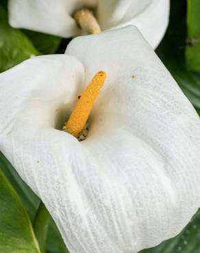 Fotografia 8 da espécie Zantedeschia aethiopica no Jardim Botânico UTAD