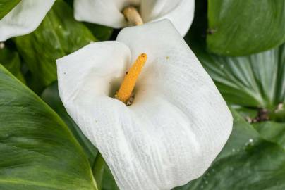 Fotografia da espécie Zantedeschia aethiopica