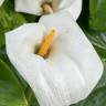 Fotografia 8 da espécie Zantedeschia aethiopica do Jardim Botânico UTAD