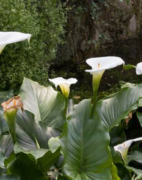 Fotografia 9 da espécie Zantedeschia aethiopica no Jardim Botânico UTAD