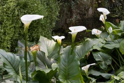 Fotografia da espécie Zantedeschia aethiopica