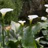 Fotografia 9 da espécie Zantedeschia aethiopica do Jardim Botânico UTAD