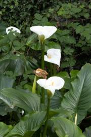 Fotografia da espécie Zantedeschia aethiopica