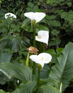 Fotografia 10 da espécie Zantedeschia aethiopica no Jardim Botânico UTAD