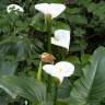 Fotografia 10 da espécie Zantedeschia aethiopica do Jardim Botânico UTAD