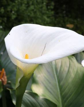 Fotografia 11 da espécie Zantedeschia aethiopica no Jardim Botânico UTAD